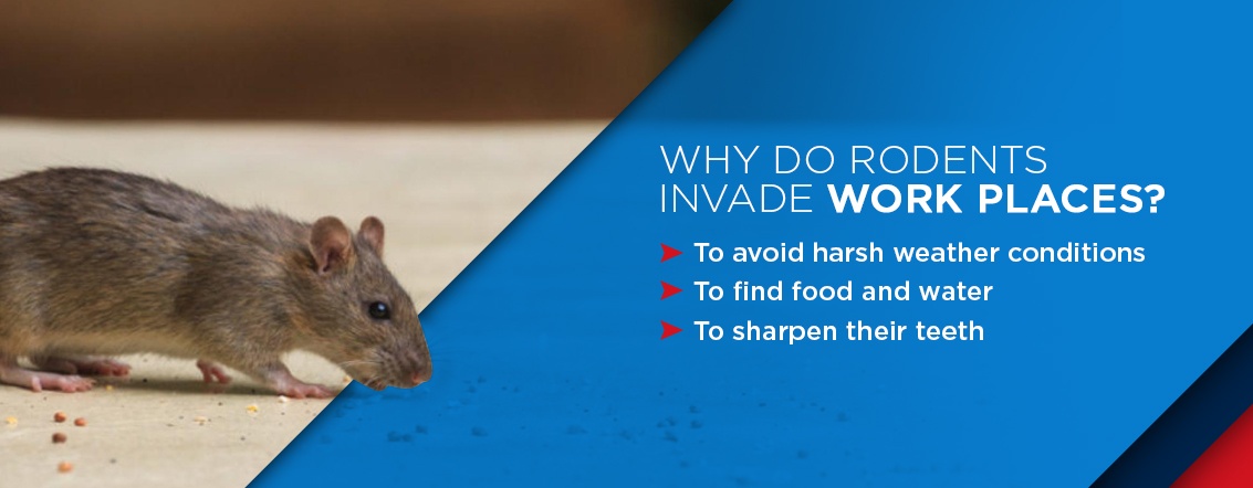 why rodents invade work places