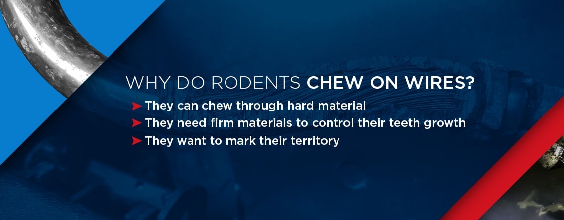 why rodents chew on wires